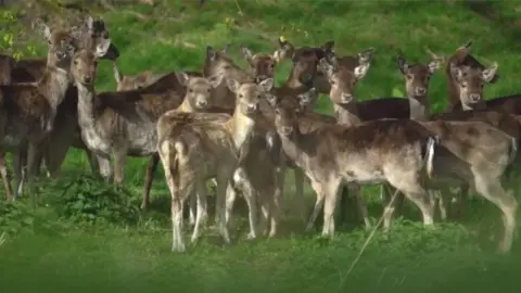 A herd of deer in the grounds of Dyrham Park from afar