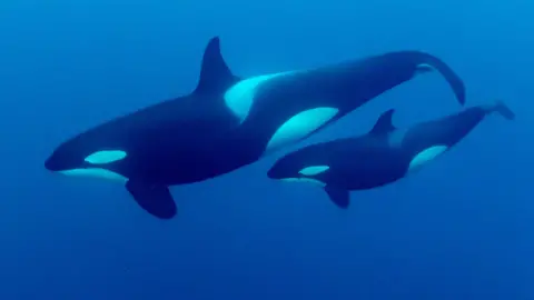 Orca and calf