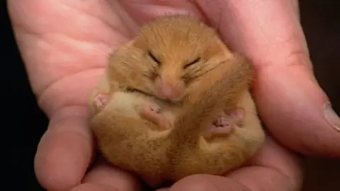 A dormouse held in the palm of someone's hand