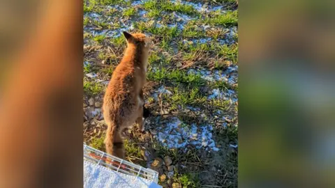 A fox that was in "real danger" when he got trapped in a slurry lagoon was rescued by firefighters.