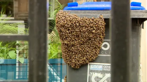 Bees swarm around a bin in Glasgow