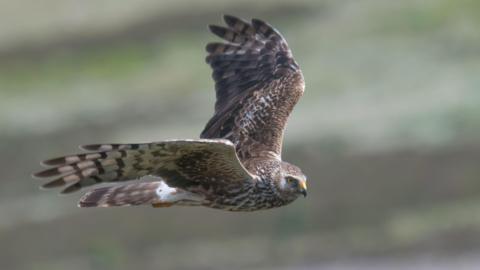 An adult hen harrier in flight