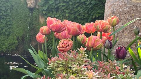 Tulips at Iford Manor 