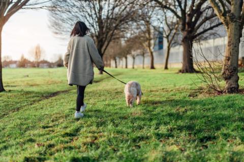 A woman walking a dog