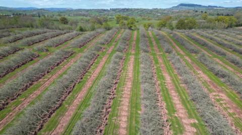 Uprooted orchard trees