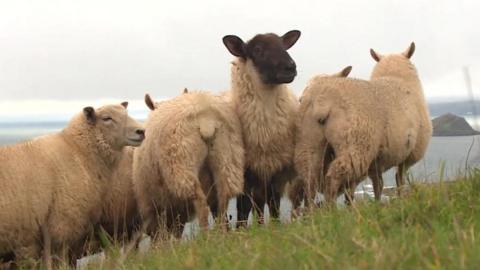 Sheep on hillside