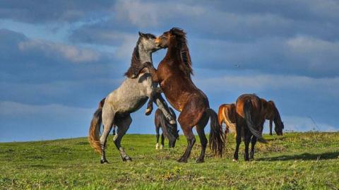 Horses in Cissbury Ring 