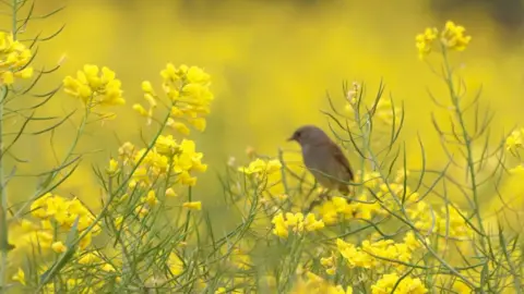 A bird perched on a plant