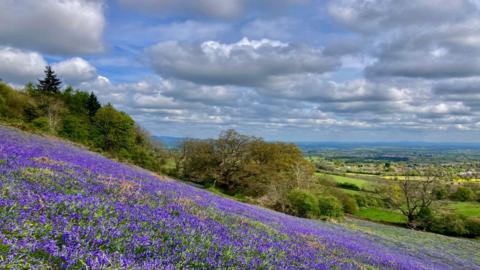 Bluebells cover the sloping hillside from the left, with fields behind and blue sky full of white, grey clouds