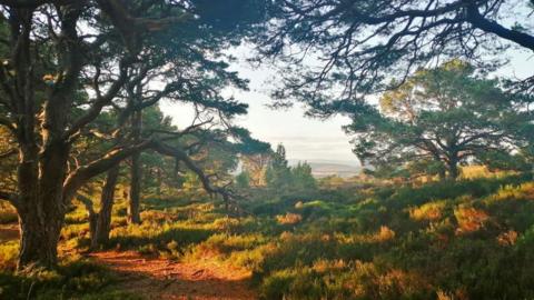 Woodland in Cairngorms