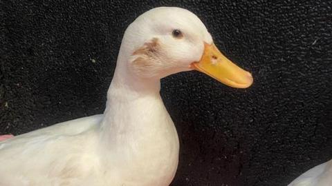 The duck that was shot in the face