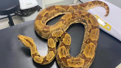 A boa constrictor on a table