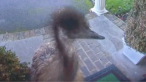 Emu on doorstep