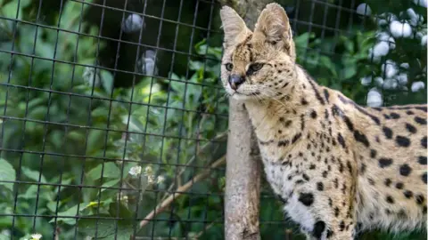 A serval cat at the Cat Survival Trust