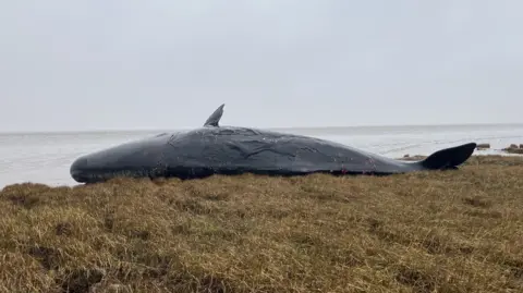 Dead whale on beach near Spurn Point