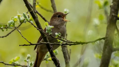 A nightingale songbird sits in a tree