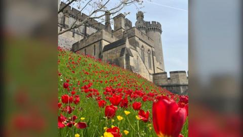 Tulips at Arundel Castle