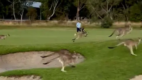 Kangaroos invade Australian golfcourse