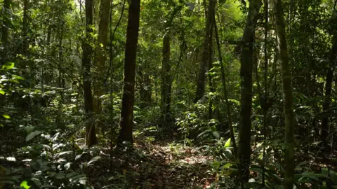 A recovering degraded forest in Brazilian Amazon.