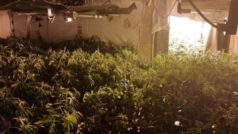 Cannabis plants covering the floor under lamps