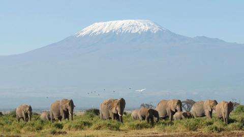 The highest mountain in Africa, Kilimanjaro, and a herd of elephants grazing on the plains below 