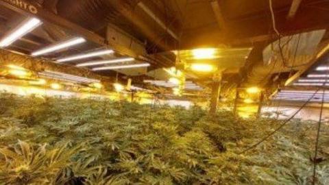 Cannabis plants in Ramsgate