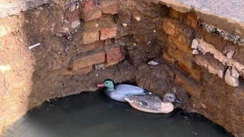 Plastic ducks