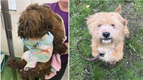 Oliver before and after being cared for at the dogs home