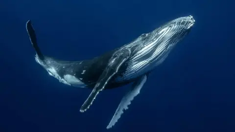 A humpback whale calf