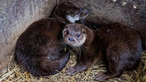 Two rescued otters being cared for at a rescue centre