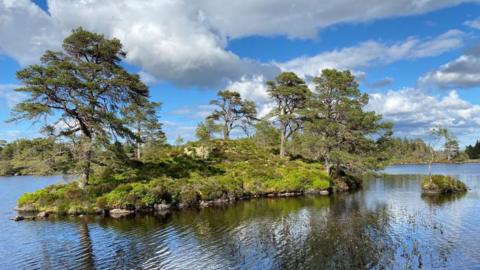 An island of wild Caledonian pines
