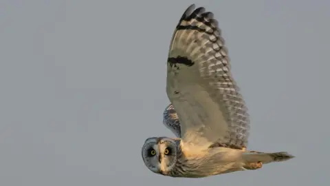 A short-eared owl in flight 
