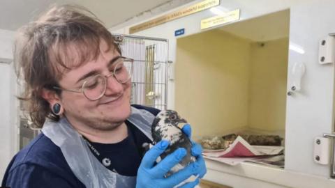 Rescuer looking after injured bird