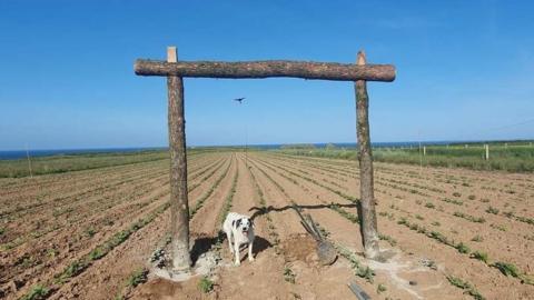 Dry farm fields and Rob Morgan's farm dog
