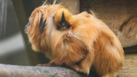 Golden lion tamarin, Missy, with one of her babies clinging to her back