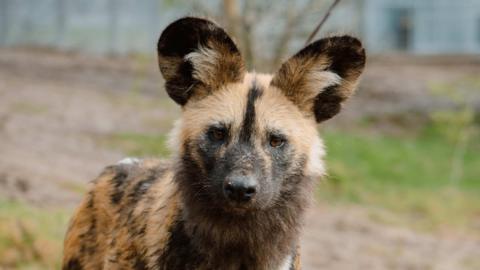 Head of African painted dog