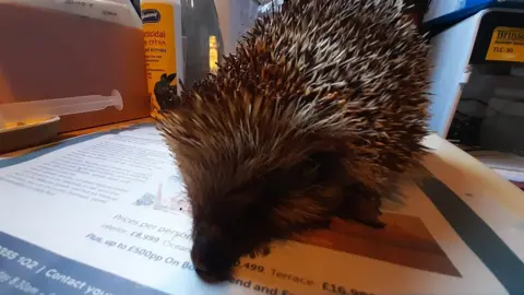 Spud the hedgehog