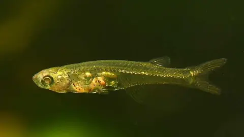 Picture of transparent fish