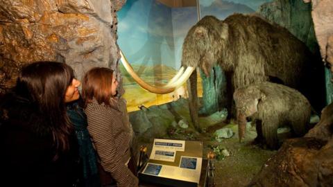 The woolly mammoths exhibit at the museum