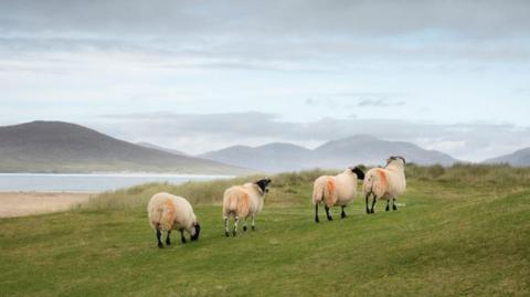 Sheep in Uist