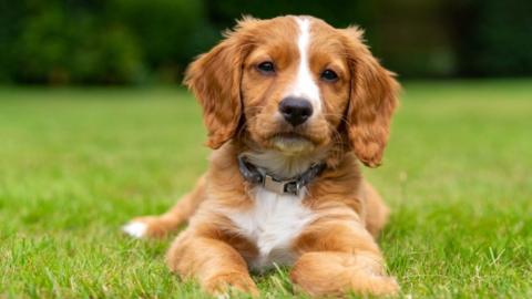 Cocker spaniel - generic image