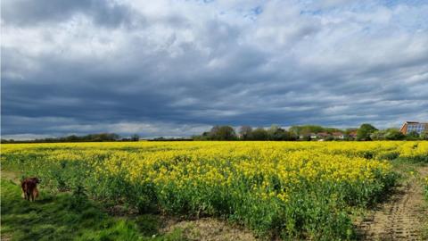 A field of yellow-flowering rapeseed oil plants with grey and white clouds filling the sky above