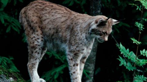 European lynx