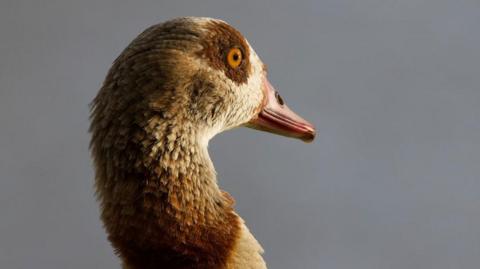 An Egyptian goose 