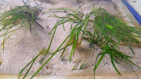 Seagrass growing