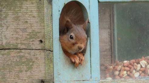 A red squirrel in its new home in Delnies wood near Nairn.