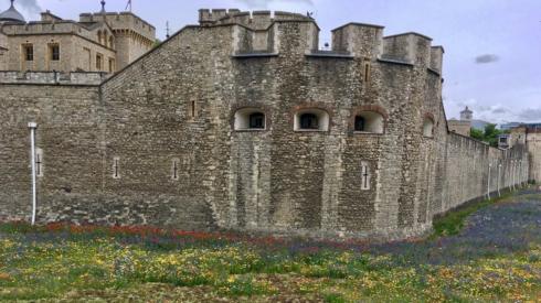 Wild flowers outside the Tower of London