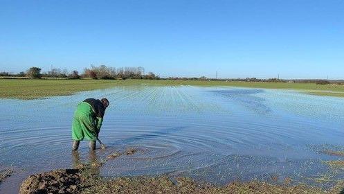 A man trying to unblock standing water in a flooded field