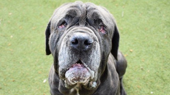 Charcoal, a four-year-old Neapolitan mastiff.