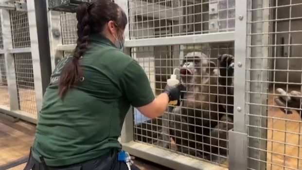 Health check for chimpanzee